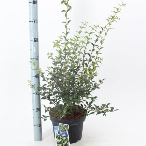 Osmanthus burkwoodii - Schijnhulst
