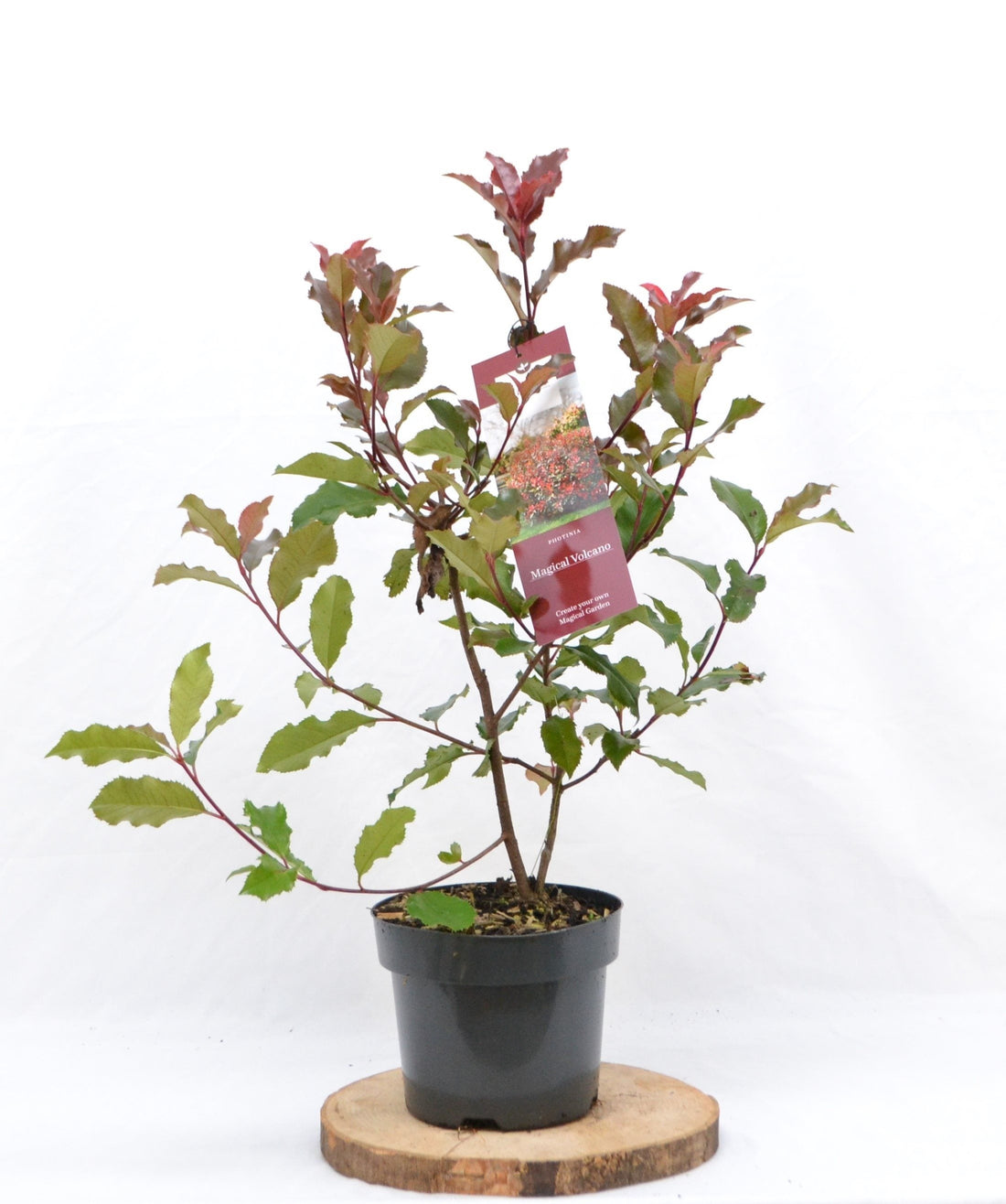 Photinia 'Magical Volcano' - Glansmispel