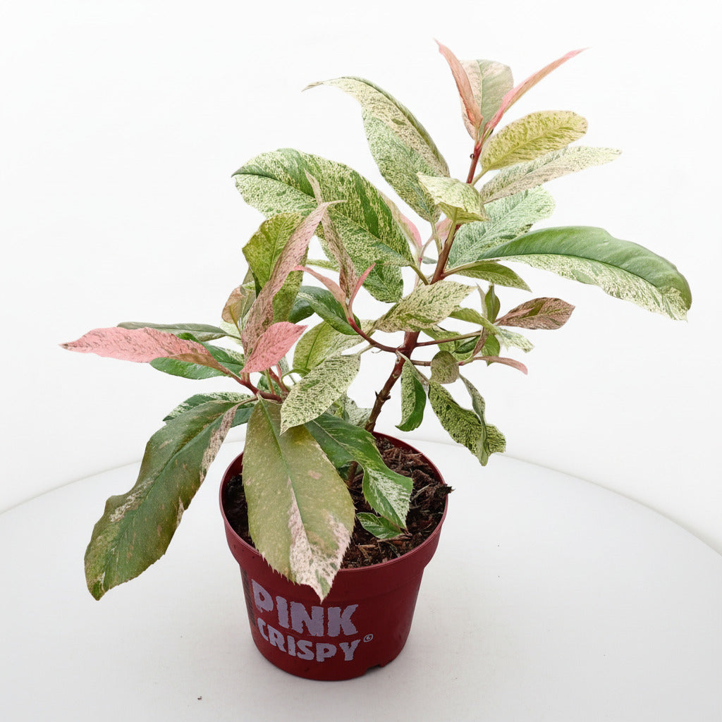 Photinia serratifolia 'Pink Crispy' - Bonte glansmispel