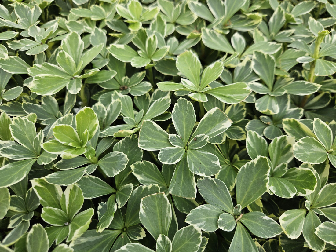 Pachysandra terminalis 'Variegata' - Bont dikkemanskruid