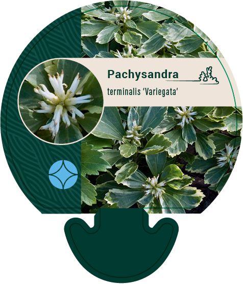 Pachysandra terminalis 'Variegata' - Bont dikkemanskruid