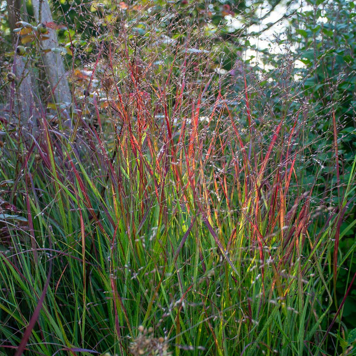 Panicum virgatum ‘Shenandoah’ - Vingergras