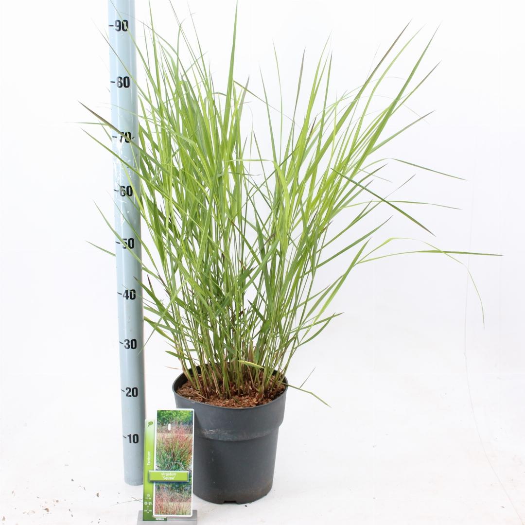 Panicum virgatum 'Squaw' - Prairiegras