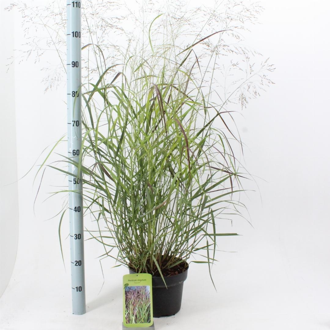 Panicum virgatum 'Squaw' - Prairiegras