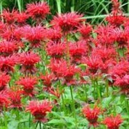 Monarda 'Panorama Red Shades' - Bergamot