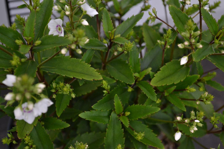 Parahebe catarractae 'Avalanche'