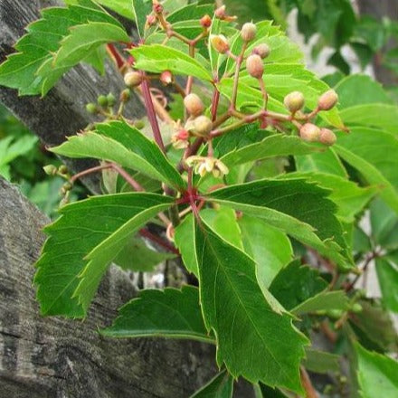 Parthenocissus quinquefolia 'Engelmannii' - Wilde Wingerd