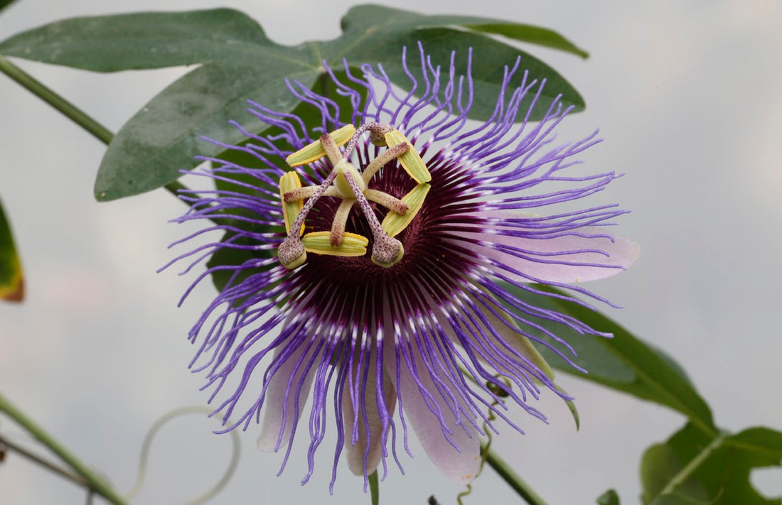 Passiflora mix – 10x passiebloem klimplanten