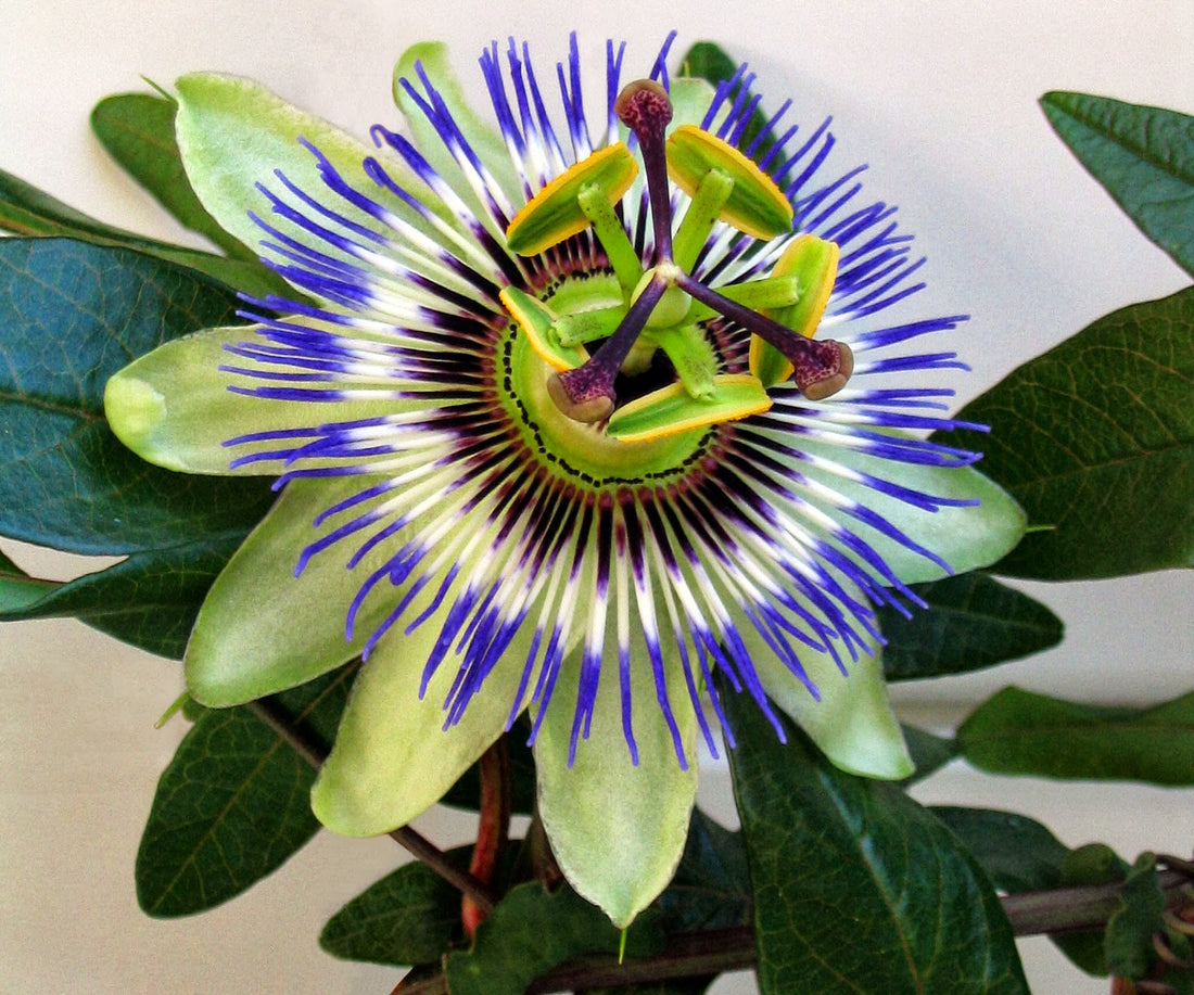 Passiflora mix – 10x passiebloem klimplanten