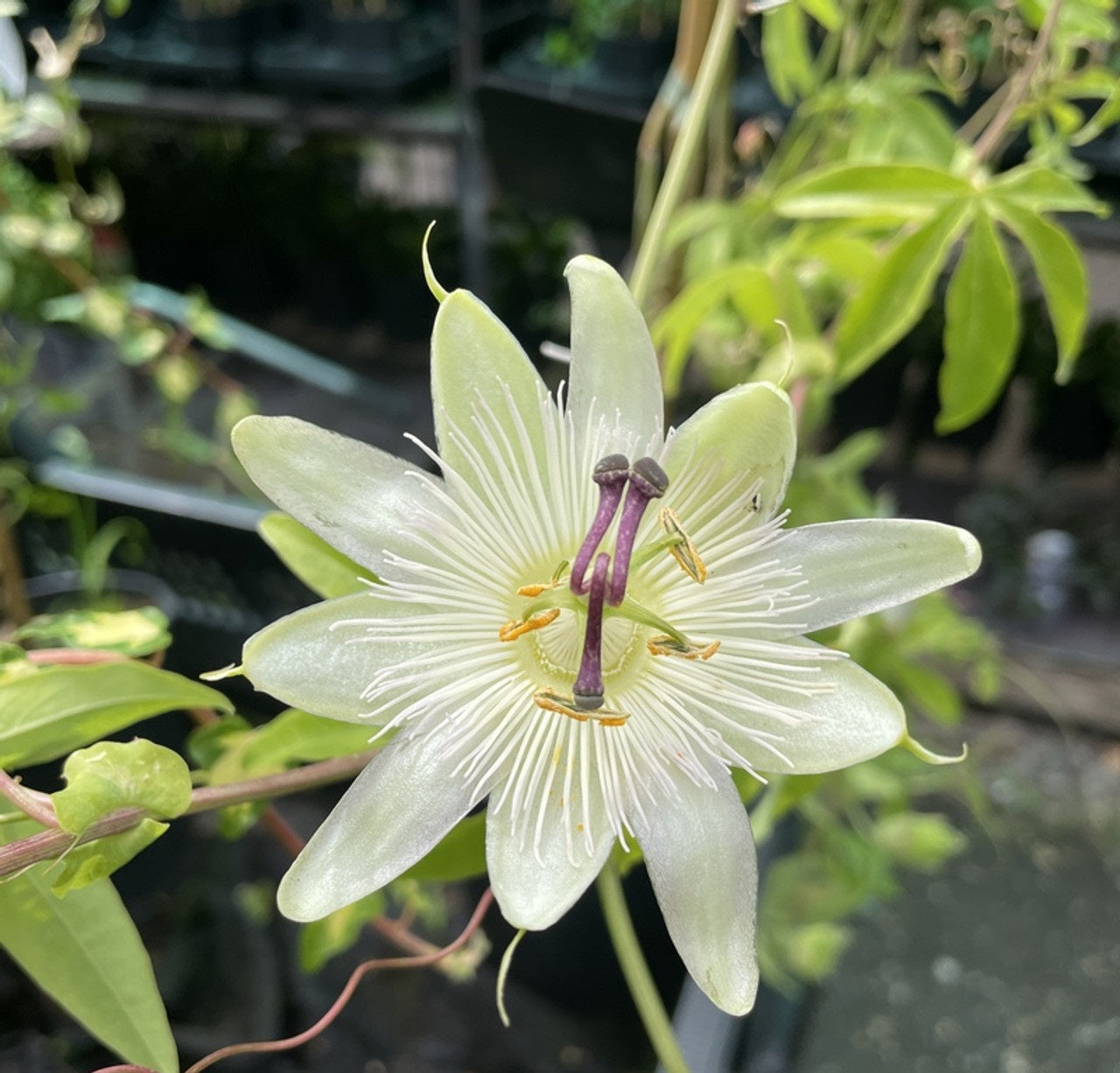 Passiflora mix – 10x passiebloem klimplanten