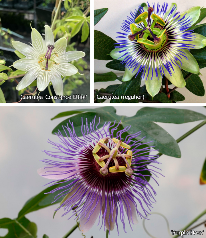 Passiflora mix – 10x passiebloem klimplanten
