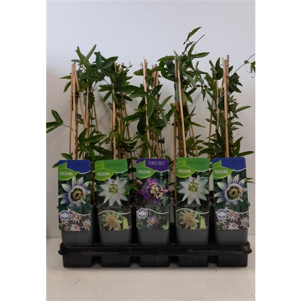 Passiflora mix – 10x passiebloem klimplanten