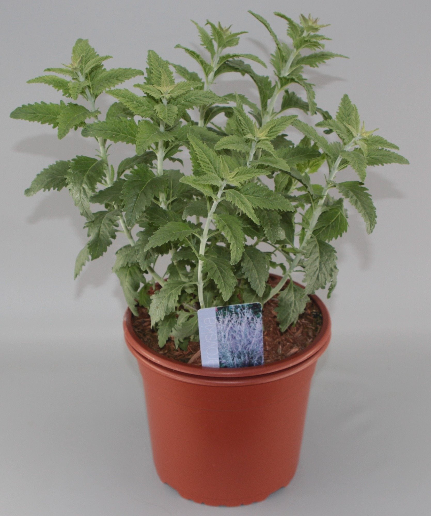 Perovskia 'Blue Spire' - Russische Salie