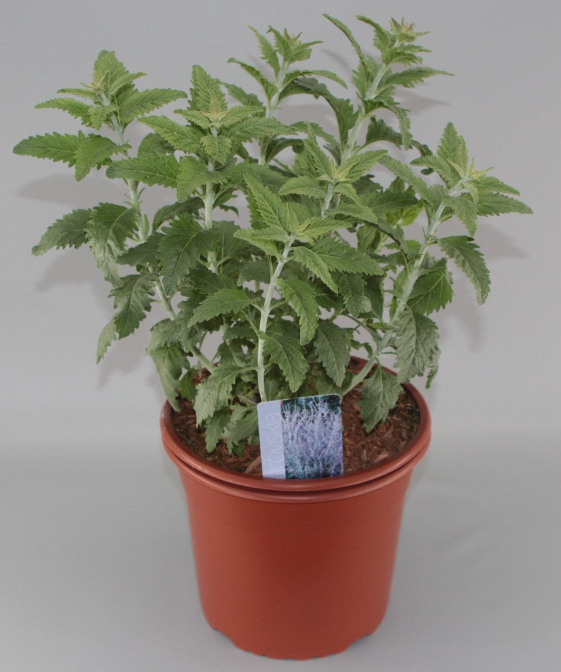Perovskia 'Blue Spire' - Russische Salie