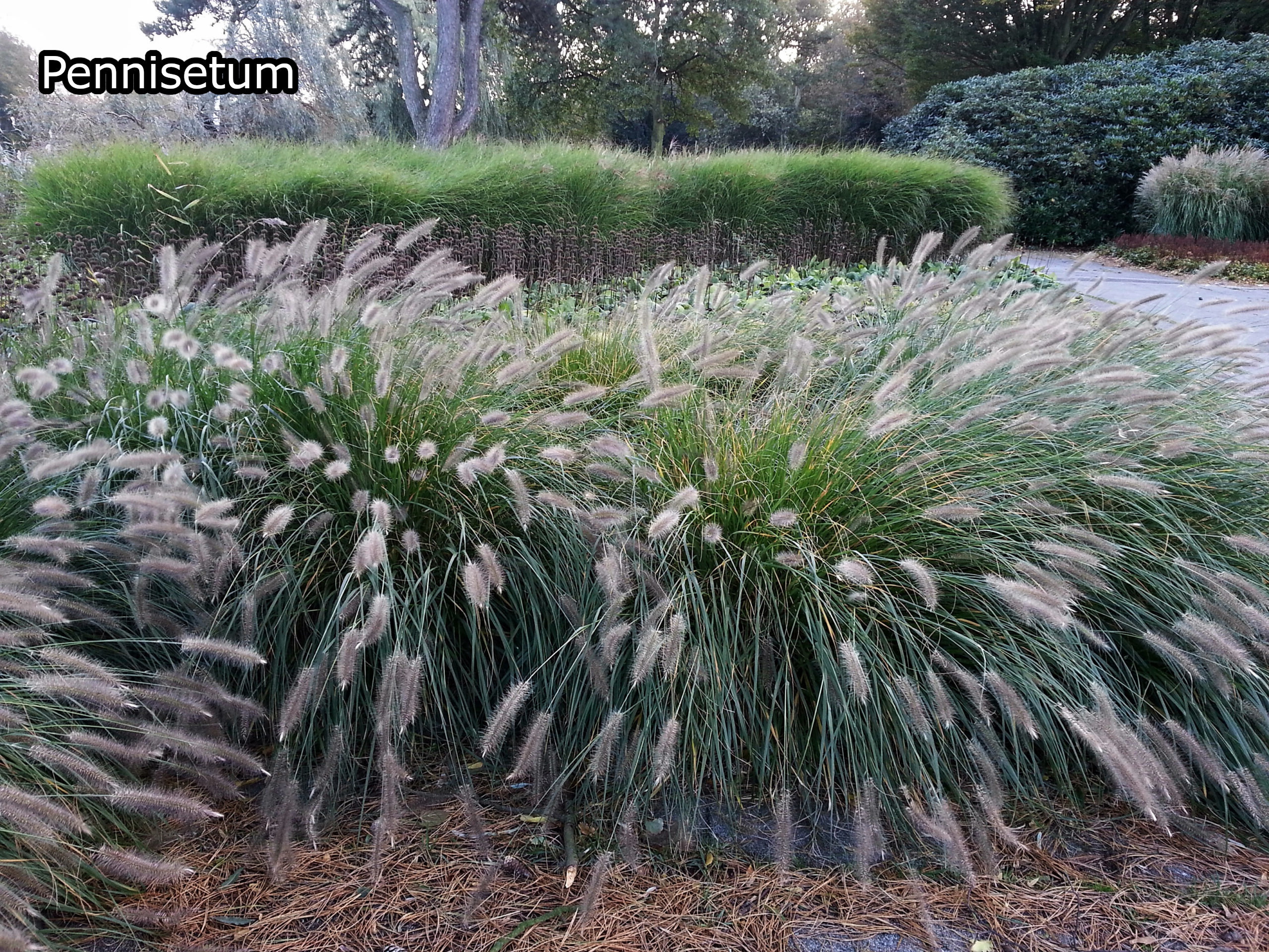 Borderpakket 'Onderhoudsarm-zonpakket' - 5m² - 50 planten