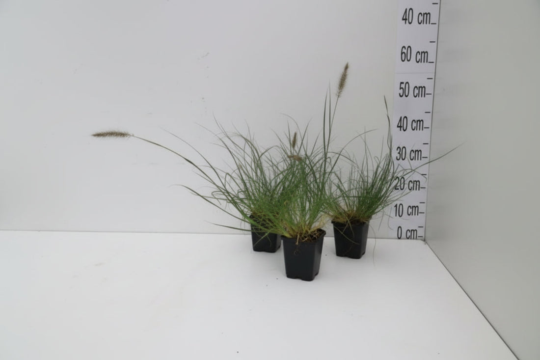 Pennisetum alopecuroides 'Little Bunny' - Lampenpoetsersgras