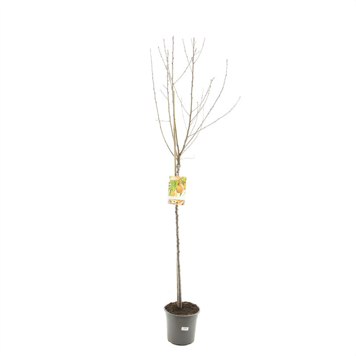 Prunus persica  - Perzik halfstam