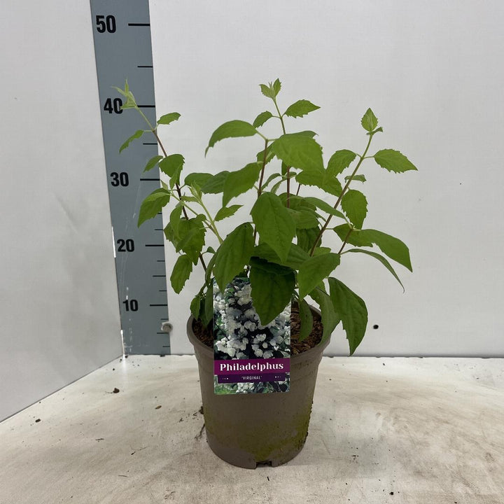 Philadelphus 'Virginal' – Boerenjasmijn in pot