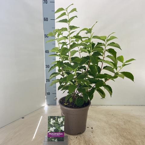 Philadelphus coronarius - Boerenjasmijn Struik in Pot
