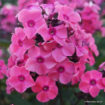Phlox (P) Sweet Summer Candy - Vlambloem