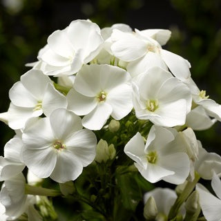 Phlox (P) Sweet Summer Snow -  Witte Vlambloem