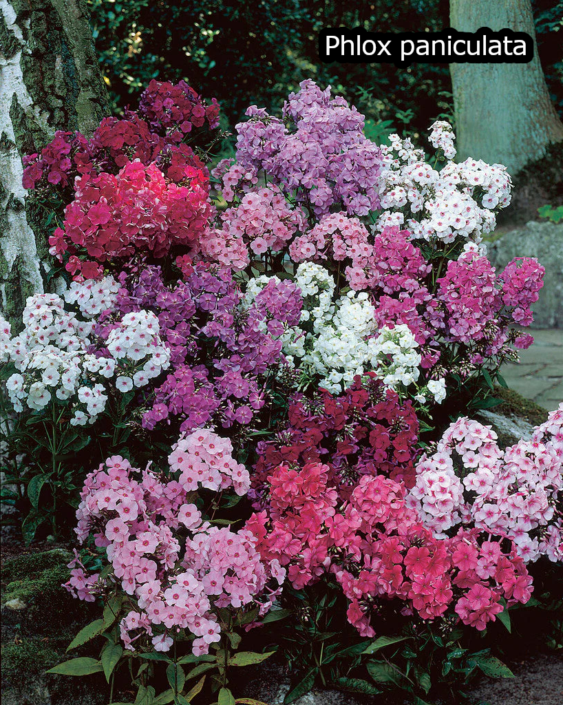 Borderpakket '4-seizoenen-bloei' - 5m² - 50 planten
