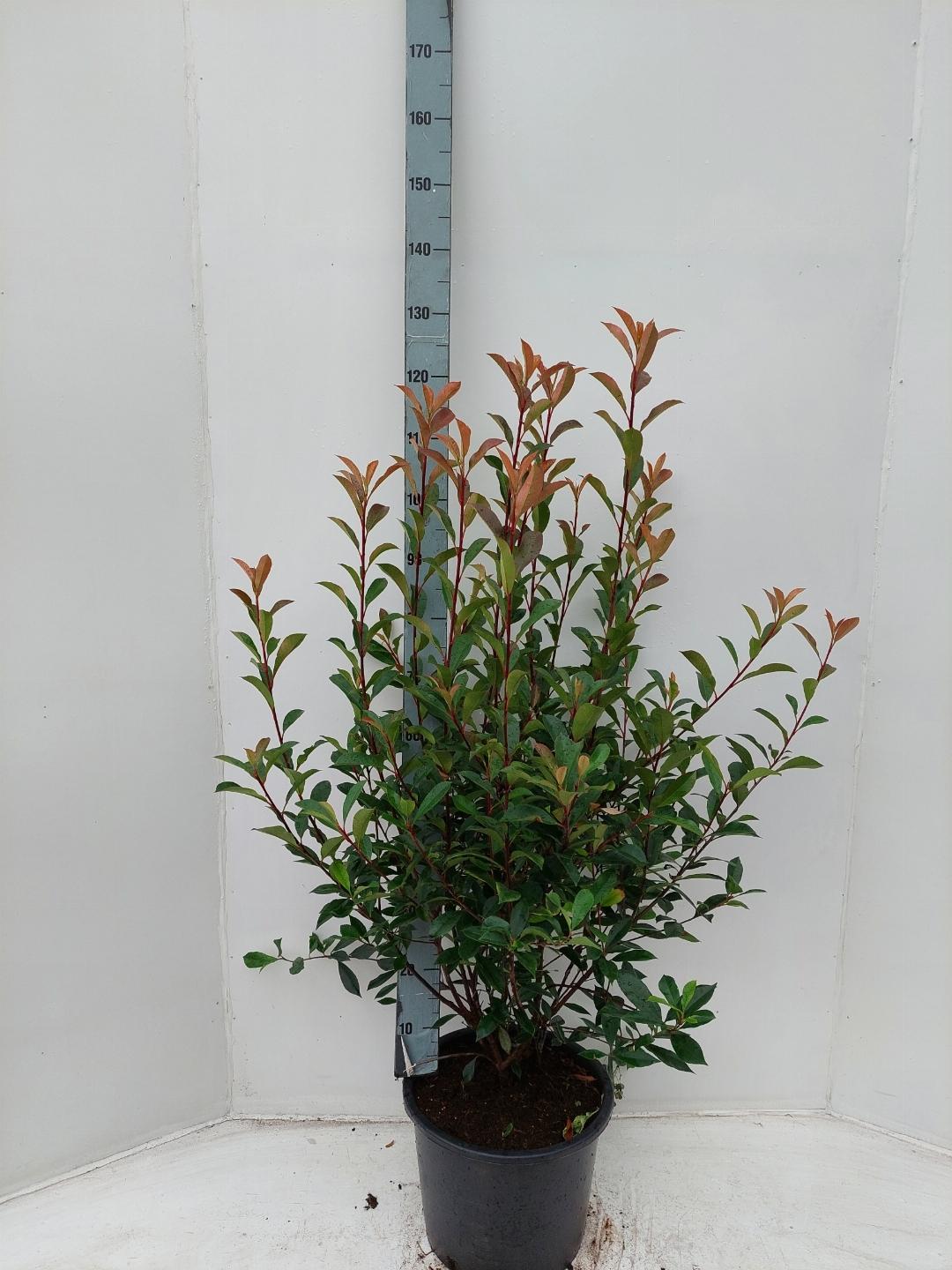 Photinia fraseri 'Carré Rouge' - Glansmispelhaag