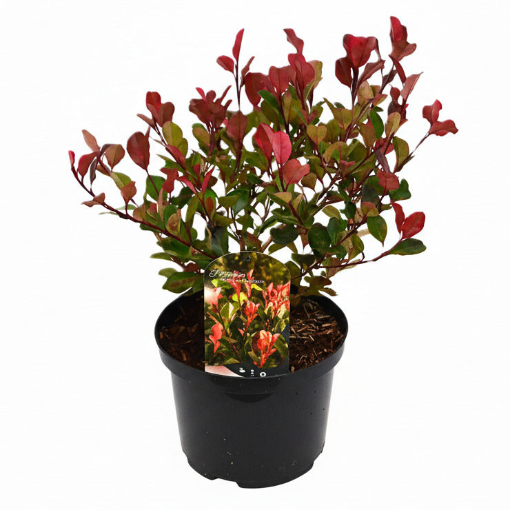 Photinia fraseri 'Little Red Robin' - Kleinblijvende Glansmispelhaag