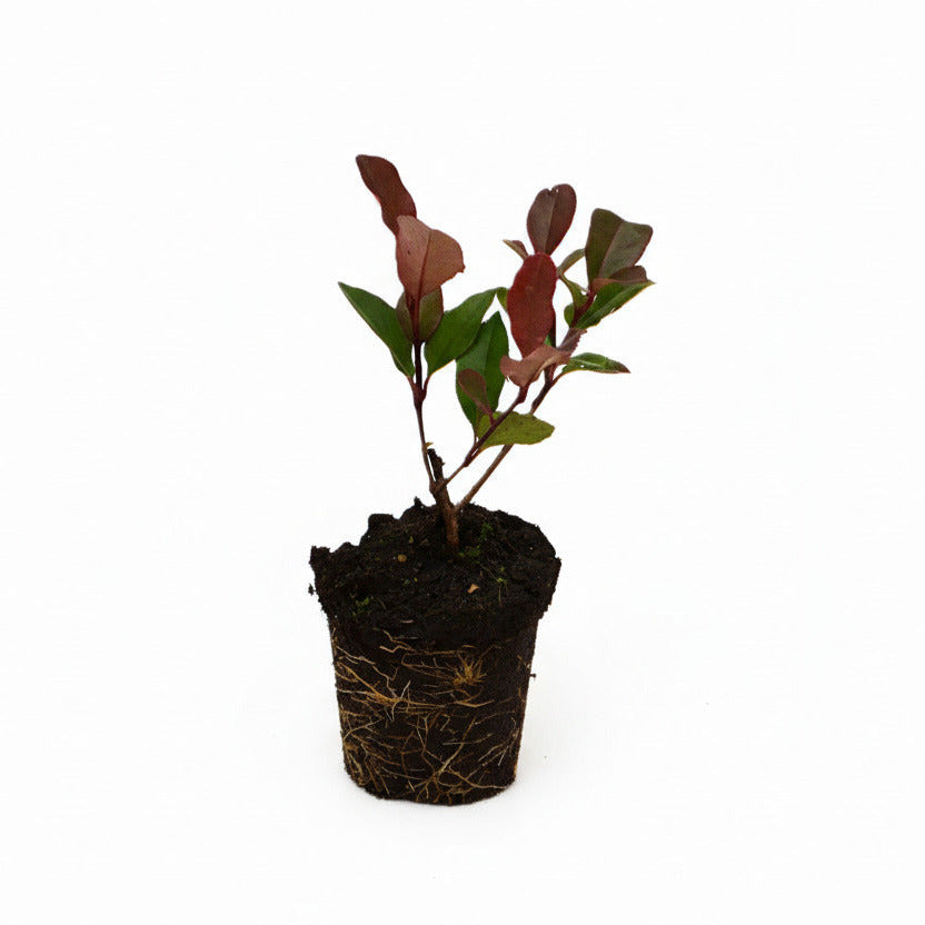 Photinia fraseri 'Little Red Robin' - Kleinblijvende Glansmispelhaag