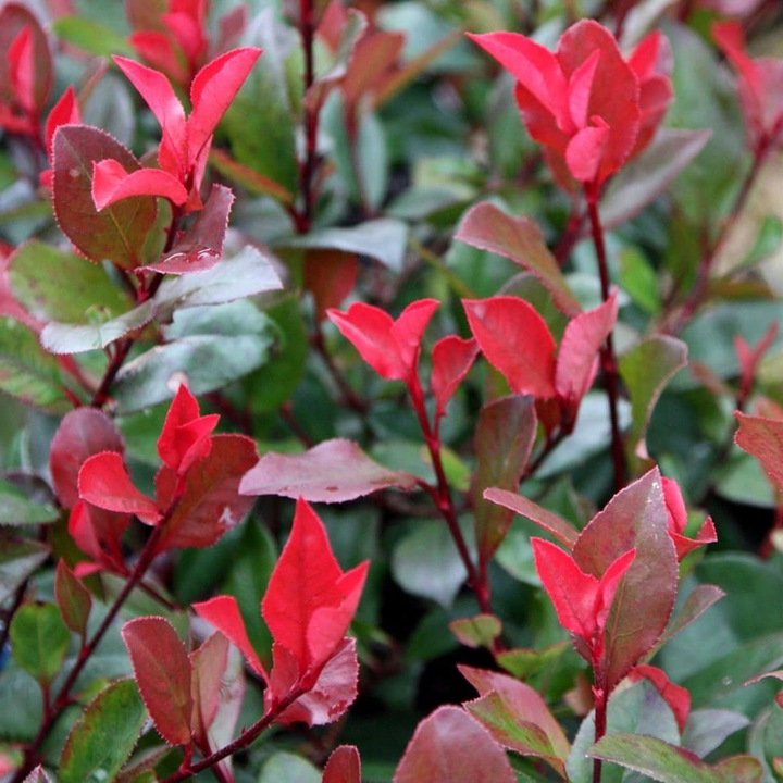 Photinia fraseri 'Little Red Robin' - Kleinblijvende Glansmispelhaag
