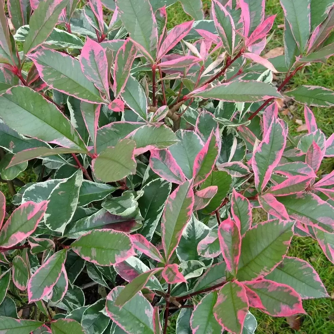 Photinia fraseri 'Pink Marble' - Glansmispelhaag