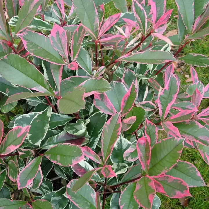 Photinia fraseri 'Pink Marble' - Glansmispelhaag