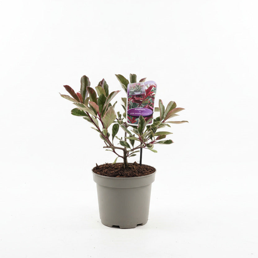 Photinia fraseri 'Pink Marble' - Glansmispelhaag