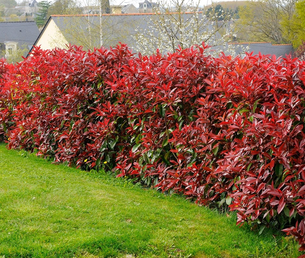 Photinia fraseri 'Red Robin' - Glansmispelhaag