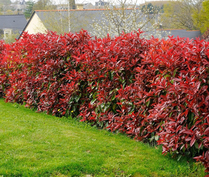 Photinia fraseri 'Red Robin' - Glansmispelhaag