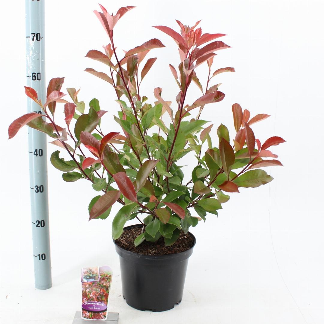 Photinia fraseri 'Red Robin' - Glansmispelhaag