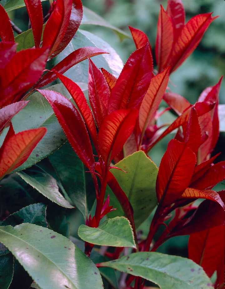 Photinia fraseri 'Red Robin' - Glansmispelhaag