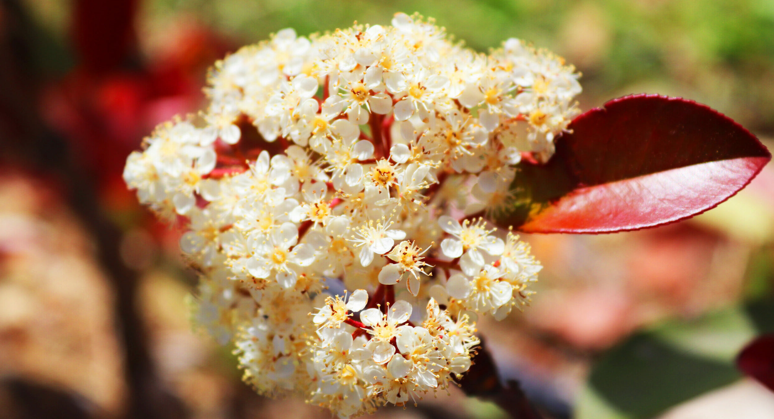Photinia fraseri 'Red Robin' - Glansmispelhaag