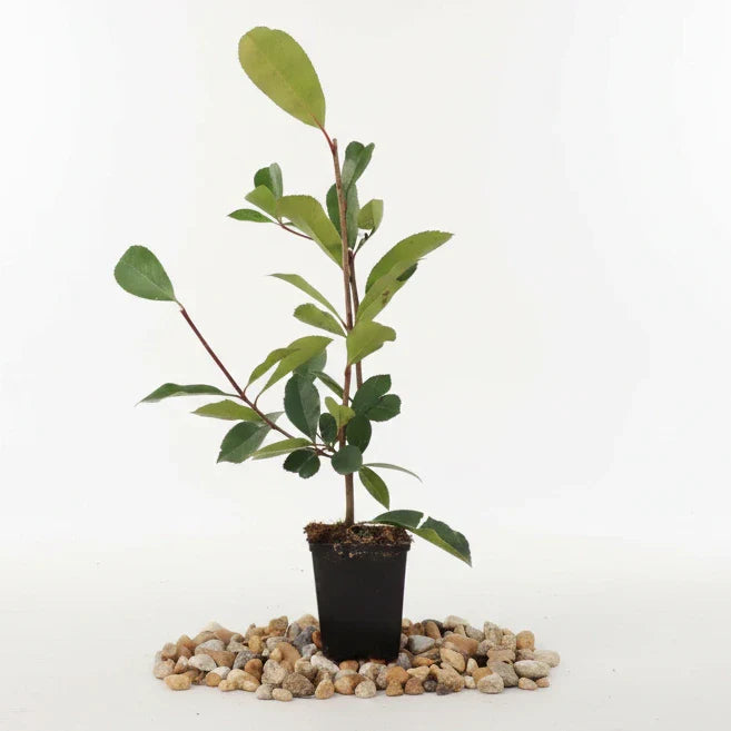 Photinia fraseri 'Red Robin' - Glansmispelhaag