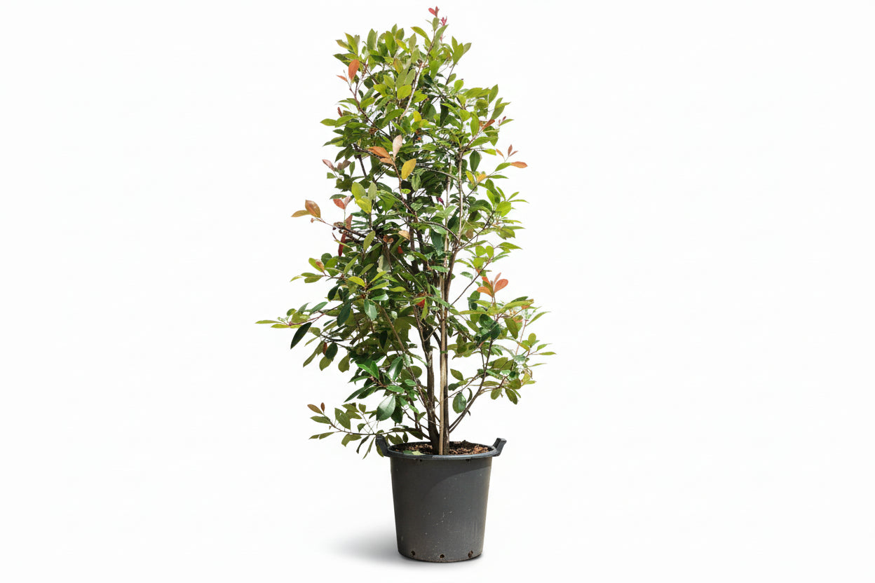 Photinia fraseri 'Red Robin' - Glansmispelhaag