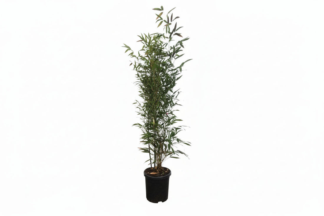 Phyllostachys nigra - Woekerende bamboe