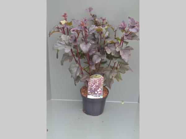 Physocarpus opulifolius 'Diabolo' - Blaasspiraea