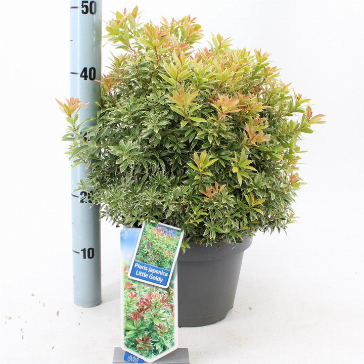 Pieris japonica 'Little Goldy' - Rotsheide