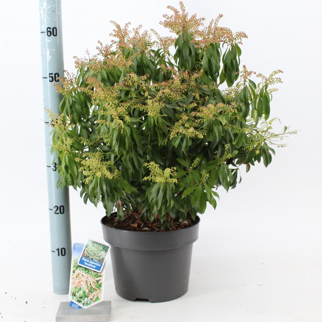 Pieris japonica 'Rosalinda' - Rotsheide