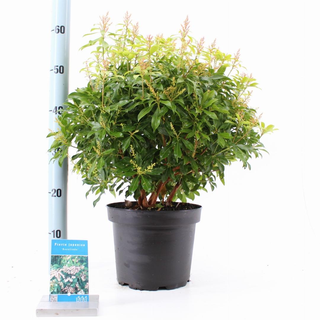 Pieris japonica 'Rosalinda' - Rotsheide