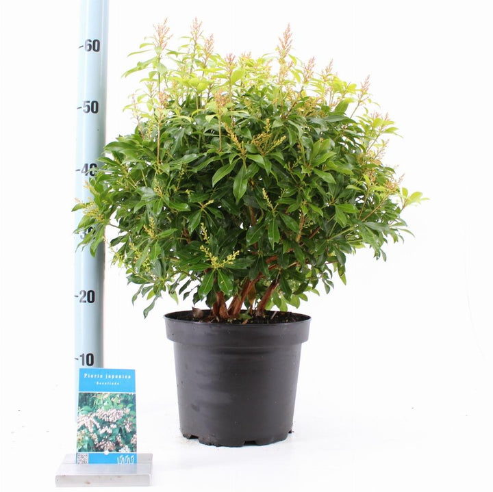 Pieris japonica 'Rosalinda' - Rotsheide