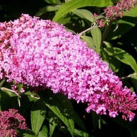 Buddleja davidii 'Pink Delight' - Vlinderstruik
