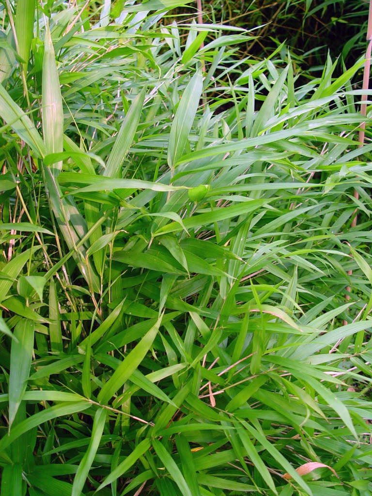 Pleioblastus humilis - Kleinblijvende woekerende bamboe