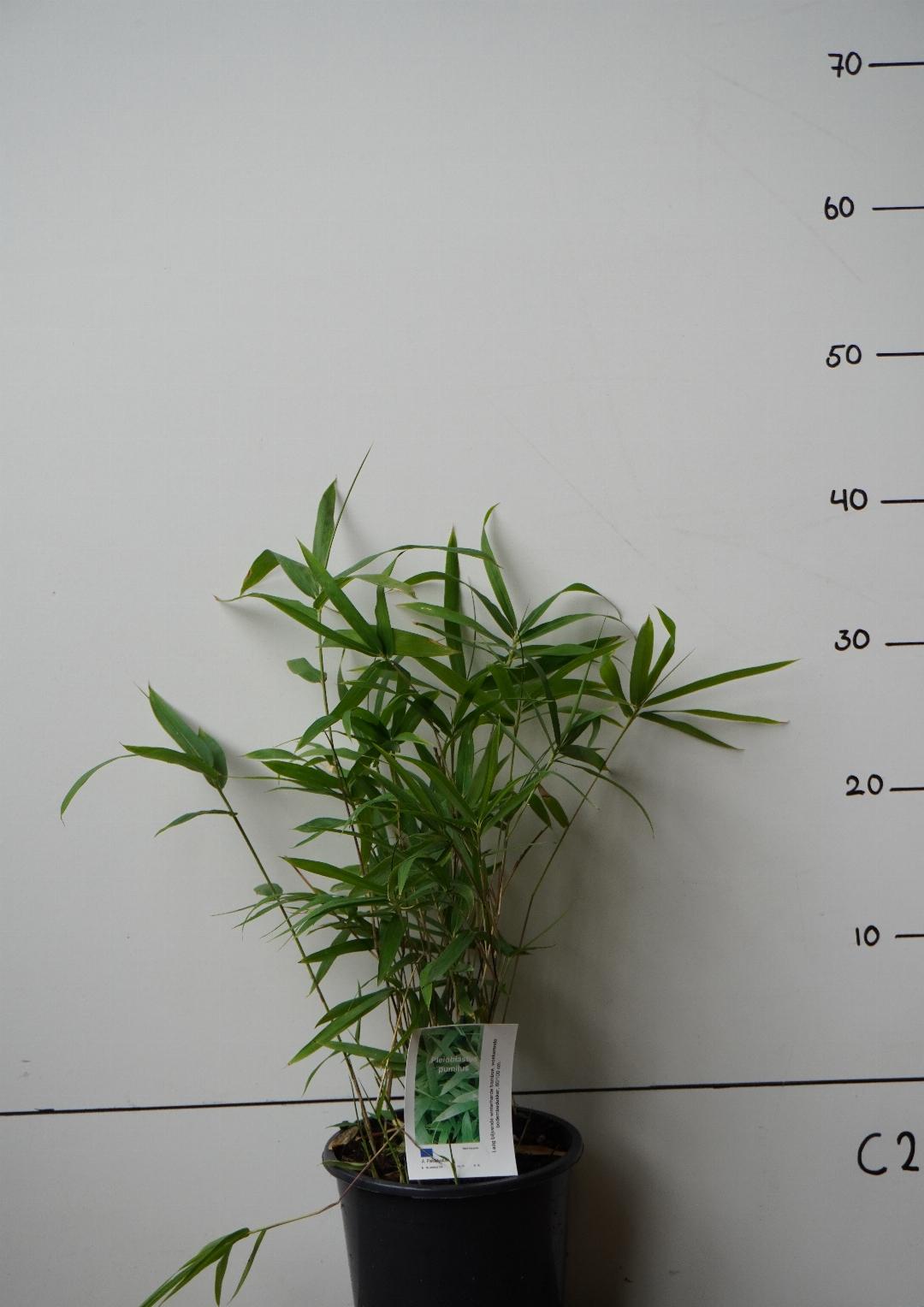 Pleioblastus humilis - Kleinblijvende woekerende bamboe