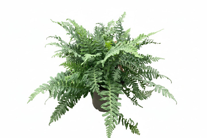 Polypodium vulgare - Gewone Eikvaren